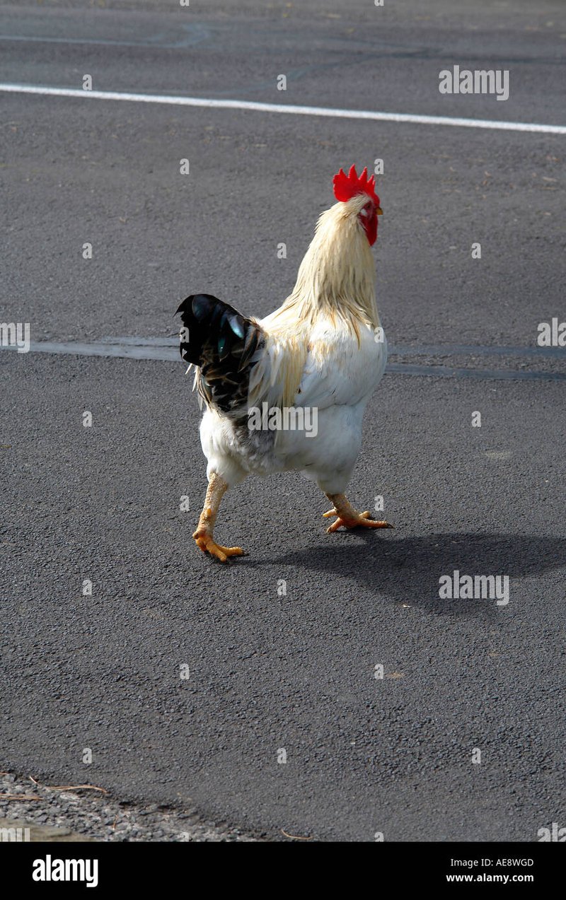 Descubre la Emoción de Chicken Road en el Mejor Casino Online de España