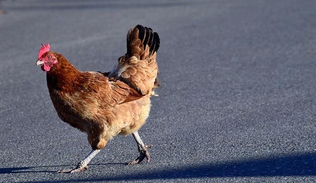 Scopri il Mito di Chicken Road Il Gioco di Casinò più Popolare in Italia, chicken road ufficiale