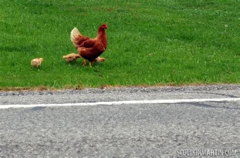 Descubre la Emoción en el Camino del Pollo Casino en España Oficial, chicken road casino